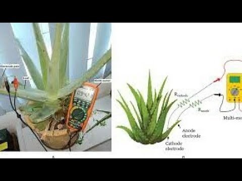 Amazing 😱 see how electricity was generated from aloe Vera plant