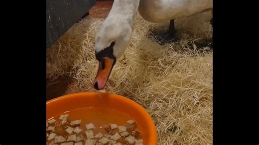 **Svanhild fra Sveio **🦢✨❤️‍🔥 Det er vanskelige tider for svaner og annet vilt nå som vinteren er her. Mange går det ikke så bra med, og det er hard konkurranse om de beste plassene der man kan finne sårt tiltreng næring. Mennesket har bygget ut altfor mye langs kysten og ødelagt en masse næringsrike grundtområder som burde vært forbeholdt natur og dyreliv. Knoppsvaner har fettreserver som gjør dem istand til å overleve uten mat i perioder, men det er selvsagt ikke sånn at alle overlever for d