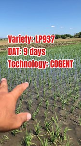 82K views · 1.3K reactions | Update: LP937 | 9 DAT | Technology: COGENT. #ProAgriSeedCorp #cogent #CortevaAgriscience #farming #viral #everyone #fyp #highlights #reelsviralシ #highlightseveryone | Ka Mannalon Vlog | Facebook