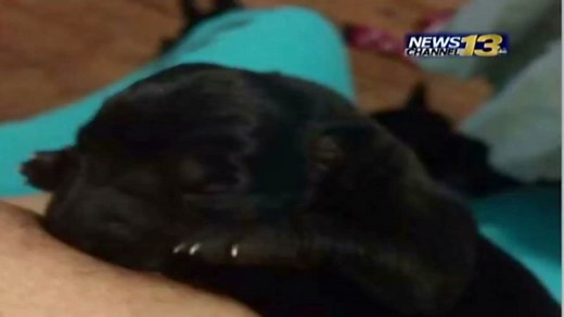 Woman breastfeeds puppy