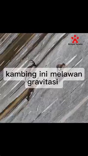 kambing yang melawan gravitasi #ibex #kambinggunung #belajarhewan