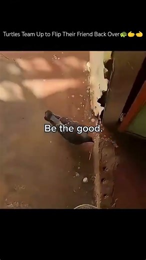 Turtles Team Up to Flip Their Friend Back Over || #shortvideo #animals