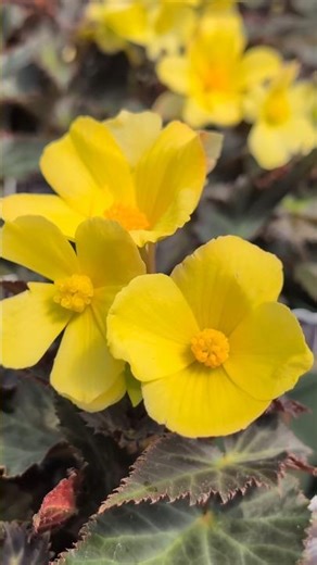 Golden blooms you can’t look away from 💛 #begonia #gardening #plantshopping #flowers