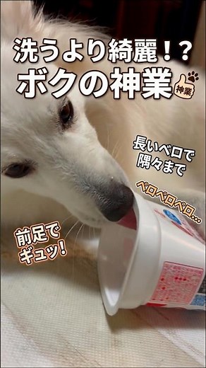 洗うより綺麗！？ボクの神技✨ #日本スピッツ ＃日本スピッツの李白 #狐狸犬 #日本狐狸犬 #japanesspitz #spitz #shorts #dog #犬のいる暮らし #GW #食いしん坊