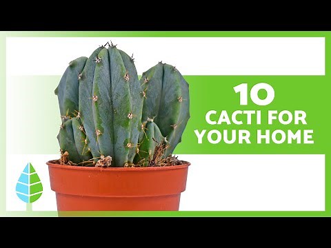 10 Easy-to-Grow Indoor Cacti 🌵 (Names and Care)