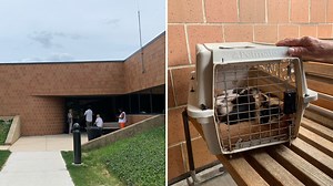 Chicago’s Animal Shelter on Pace to Surpass Last Year’s Record-High Euthanasia, Stray Counts After 669 Animals Put Down in 4 Months