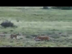 Tiger "Cathay"'s Amazing Hunt in South Africa
