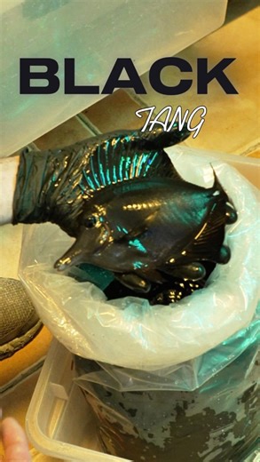 Aquatic Jewels on Instagram: "The Black Tang Available Now At Aquatic Jewels ! 🤩💎 • • • #reeftank #blacktang #aquaticjewels #Miami"