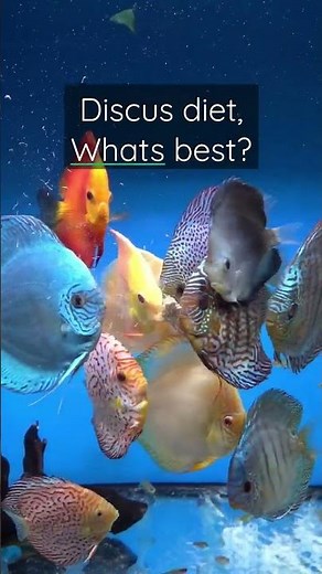 Discus diet, what's the best food for your fish?
