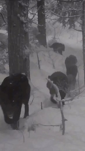 1.4K views · 93 reactions | Cute wolf ❤ #wolves #wolf #wolvesofinstagram #wolfdog | We Love Wolves | Facebook