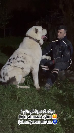 alabai cao ahmetyavuz41 on Instagram‎: "🥰@alabaicaoahmetyavuz41 🥰 🥰 @alabai_cao_ahmet_suphi 🥰 #alabai #alabaidogs #alabai #cao #الاباي #sao #阿拉拜 #alabay #алабай #tobet #ortaasyaçobanköpeği #alabay #alabailove #alabaidog #alabaipuppy #kangal #akbaş #malaklı #dobermanlove #kafkascobankopegi #alabailove #nişantaş #bahcesehir #amerika #kangal #kangalsevenler #akbaş #fransa #belçika #turkiye🇹🇷 #akımlar"‎