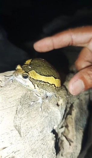 Funny frogs jump like crazy🐸😁#frog #animals #funny #shorts