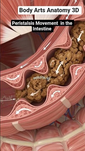 The peristalsis movement in the intestine | Gut Health | Body Arts Anatomy 3D