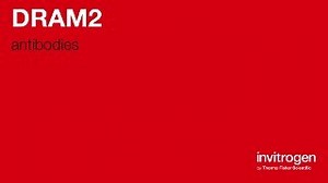 Anti-DRAM2 Antibodies | Invitrogen