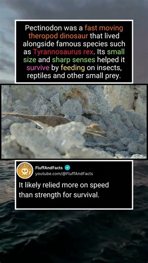 What Was Pectinodon Like