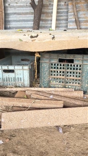 என்னமா அங்க சத்தம்🤣 #shorts #poultry #farming #egg #hatching #trending