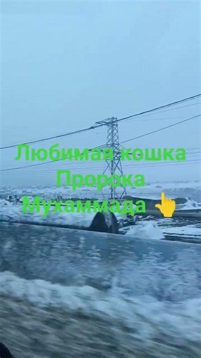 Любимая кошка пророка Мухаммада 👆#мухаммадﷺ #субханаллах #рамадан2026 #байрам #чонтаул #нашиды