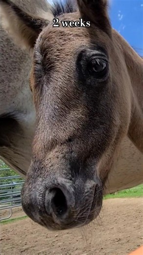 Tiny Foal Grows Into a BEAUTIFUL Horse!