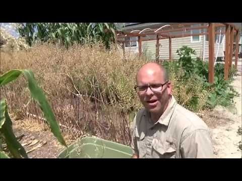 How to Grow and Harvest Mustard Seeds