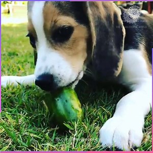 63K views · 10K reactions | Why Beagles Are The Best Dogs | Beagleholic | Facebook