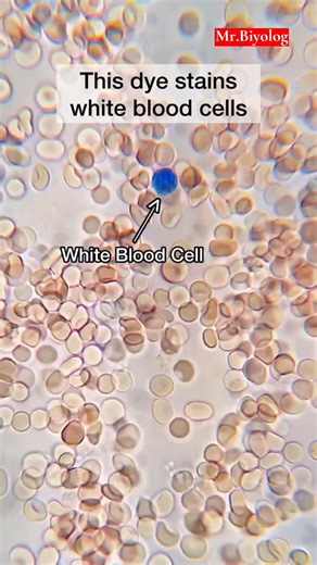 5.6K views · 67 reactions | White blood cells Credit: Mr biology | Cancer biology research | Facebook
