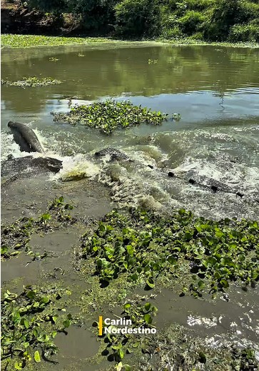 O Famoso PIRARUCU 😳🦈🏜️ #pesca #pescaria #nordeste