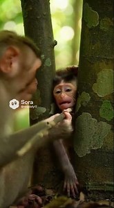 Disturbing Wild Scene — Baby Monkey Hurt by Its Mother #monkey #babymonkeybobby