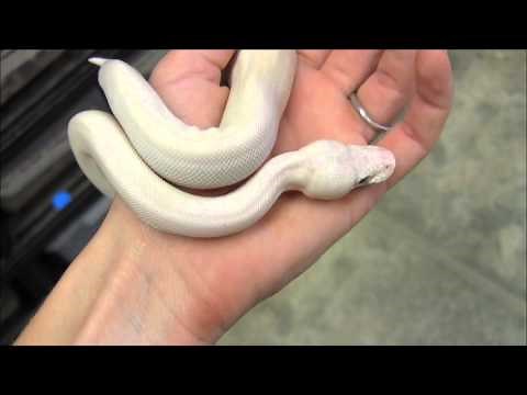 Baby Blue Eyed Leucistic Ball Python