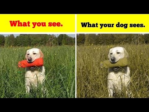 Are Dogs Colorblind? What Are They Actually Seeing???