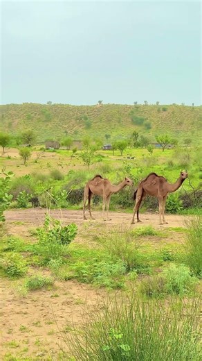 राजस्थान इतना बड़ा है 😍 #desi #life #rajasthan #rajasthani #village #facts #shorts