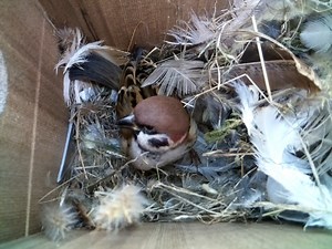 32K views · 1.7K reactions | This little one is STILL at it in our nest box in Sweden  Are they building a nest or somewhere to sleep over winter...? 樂 | Nest Box Live | Facebook