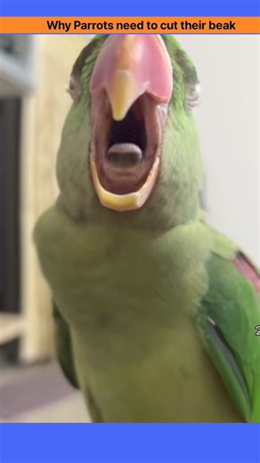 why Parrots need to cut beak? #facts #shorts