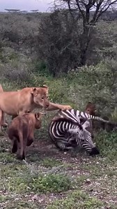 Lion cubs begin learning how to hunt by watching and following the adults, practicing patience, coordination, and timing. Moments like cubs observing a zebra teach vital survival skills and are a fascinating highlight of a guided Tanzania wildlife safari. 📞 Call or WhatsApp: 255679746412 📧 info@zuriafricasafaris.com #LionCubs #BigCatsOfAfrica #TanzaniaWildlifeSafari #SafariEducation #AfricanSafariExperience | zuriafrica_safaris