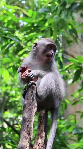 Long-tailed Macaque (Macaca fascicularis) #monkeys #monkeyforest #primates
