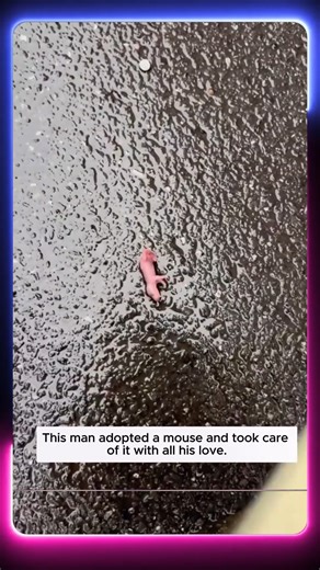 1.9K views · 12 reactions | This man adopted a mouse and took care of it with all his love. | Wildlife Animals | Facebook