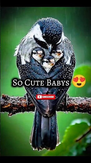 So Cute Baby Birds 😍😍😍😍😍