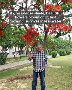 Gulmohar is one of the most beautiful trees and everybody should plant it. @peepalbaba #gulmohartree #gulmohar #gulmoharflowers #beautifultrees | Give Me Trees Trust