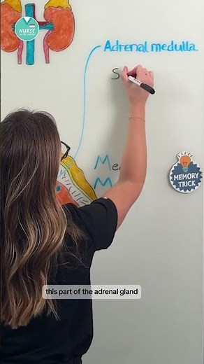 Adrenal Glands: The Basics 🫘