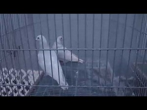 Milky Homing Pigeons - Another Type of Rare Color Homing Pigeon