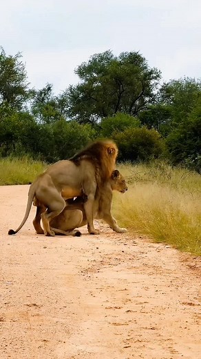 🦁lion mating new clips #NatureVibes #naturelovers #WildlifeUSA 🇺🇸🦁