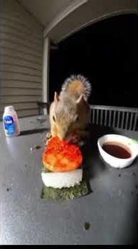 “Ultimate Squirrel Madness! 🐿️💥😂 Shocking Moments!”