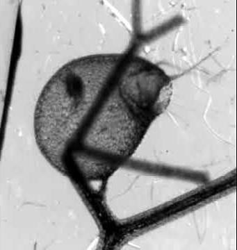 Utricularia inflata trappola