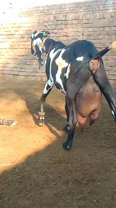 88K views · 5.9K reactions | Huzaifa goat farm Sahiwal Goats Farm 03158657985 | Huzaifa goat farm | Facebook