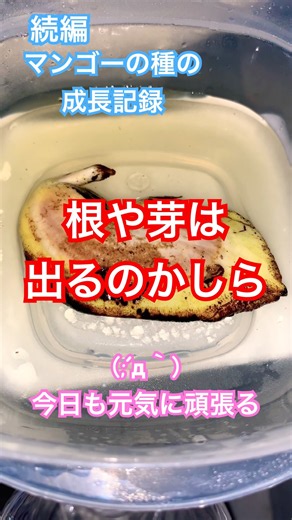 マンゴーの種の成長記録🥭 #家庭菜園 #再生栽培 #ベランダ菜園