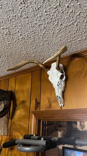 European skull mount just finished of a unique buck. Can you guess the score of this weird dude? The video of the hunt will be on YouTube shorty if it is not already Dustin Mizell. #taxidermy #deer #deerhunting #hunting #deerscoring #outdoors #weirdwhitetails #spike