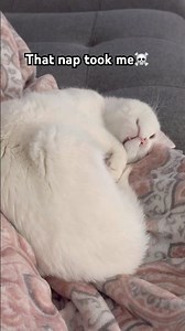 I was kid-napped 😝 #catshorts #cat #cats