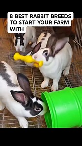 8 BEST RABBIT BREEDS TO START YOUR FARM WITH 🐇🌿 1️⃣ New Zealand White — fast-growing, great for meat 2️⃣ Californian — hardy and heat-tolerant 3️⃣ Flemish Giant — gentle giants, great for show and meat 4️⃣ Chinchilla — soft fur, good temperament 5️⃣ Dutch — small, friendly, easy to handle 6️⃣ Rex — prized for velvety fur 7️⃣ Harlequin — colorful and playful 8️⃣ Silver Fox — dual-purpose, meat and fur 💚 Choose breeds based on your climate, space, and goals 🐾 Start small, learn fast, grow happ