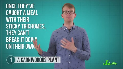 The most amazing discoveries found in amber