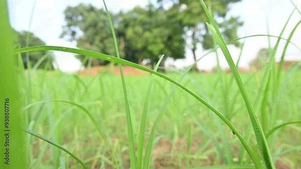 Eleusine coracana or finger millet plants. It is called Ragi and madua in India and Kodo in Nepal. It is an annual herbaceous plant. Its widely grown as a cereal crop in the in Africa and Asia.