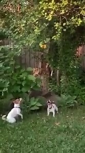 Olympic Games part II 😂😂😂 | Animal World